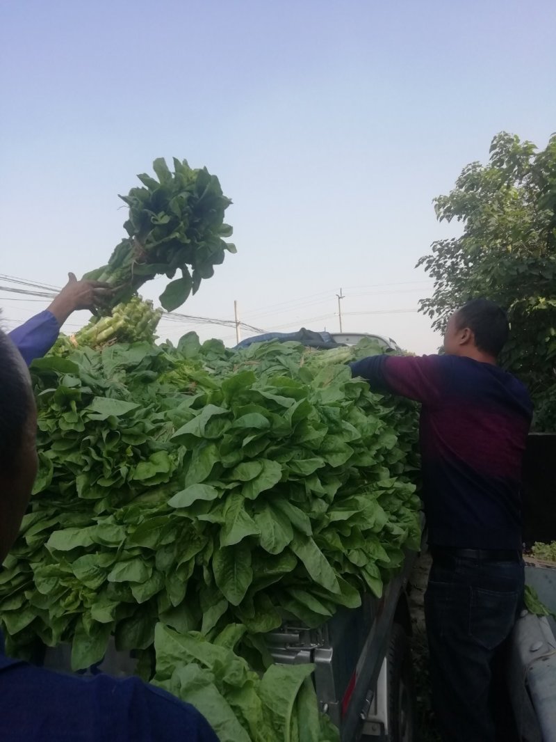 莴笋品质优良基地直发量大从优