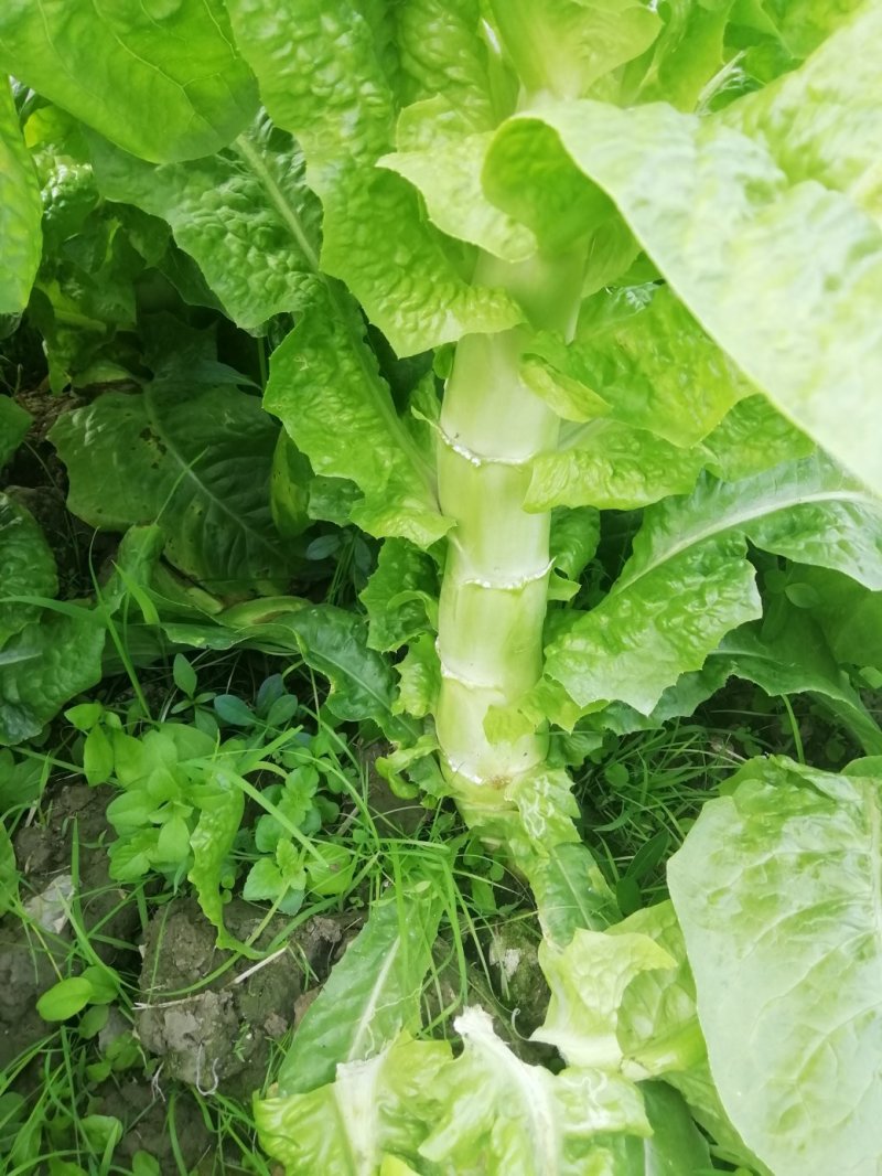 莴笋品质优良基地直发量大从优