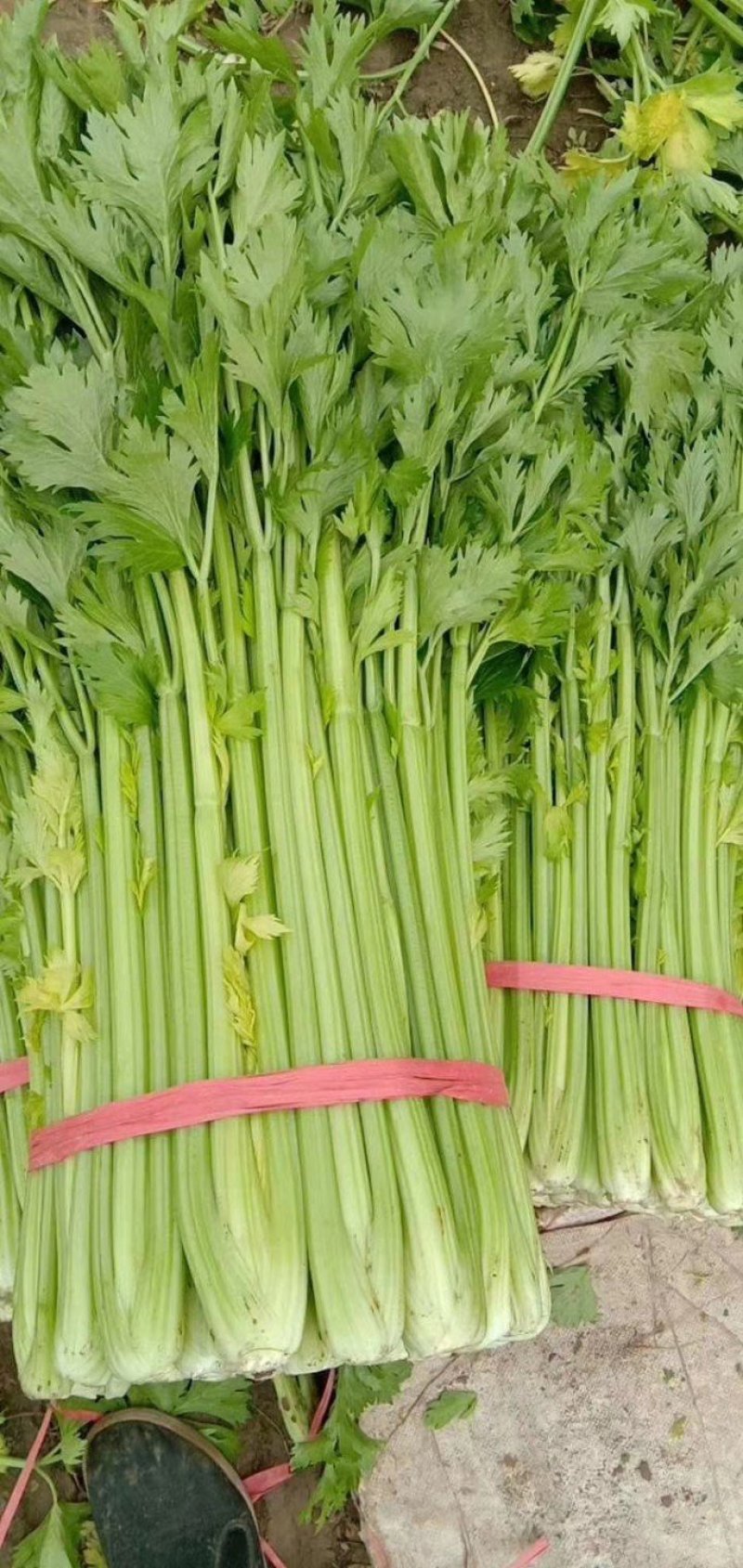 惠民法国皇后芹菜，有机芹菜，批发零售，三千斤起，0.4