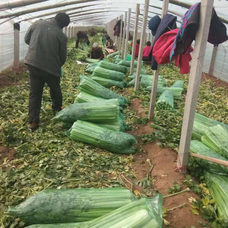 惠民法国皇后芹菜，有机芹菜，批发零售，三千斤起，0.4