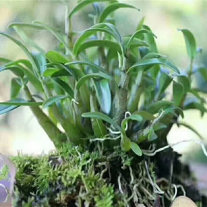霍山铁皮石斛，霍山石斛枫斗，太平畈石斛，一件代发