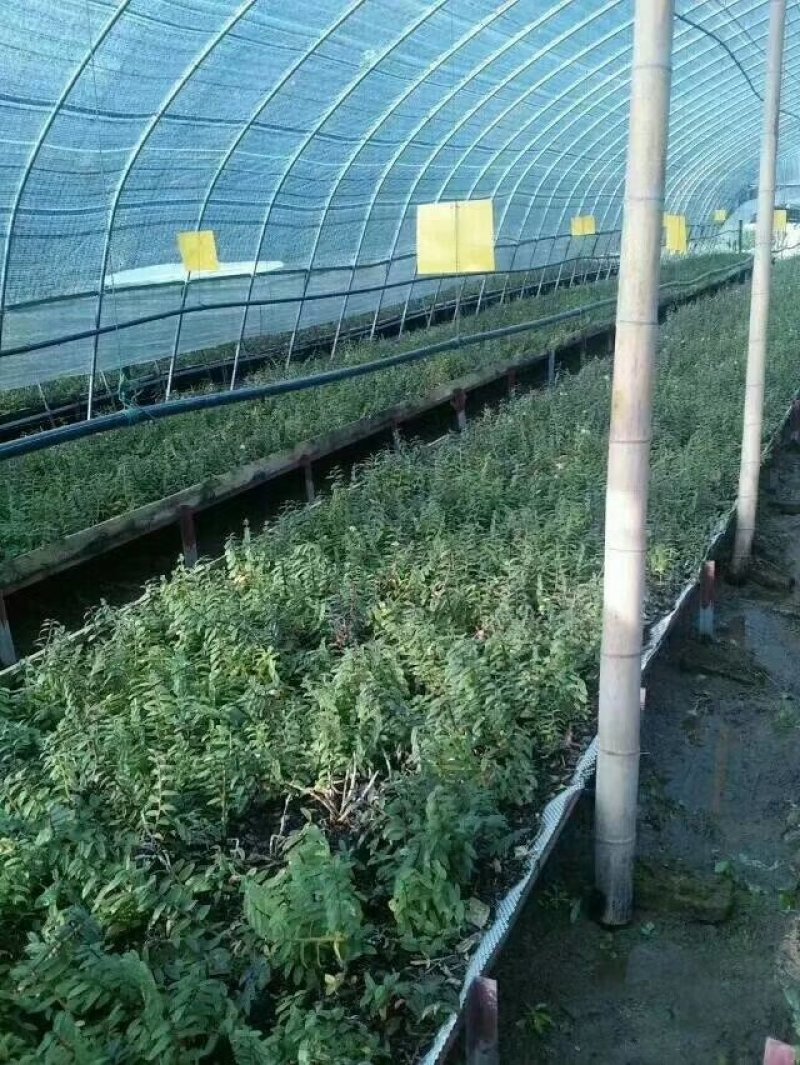 霍山铁皮石斛，霍山石斛枫斗，太平畈石斛，一件代发