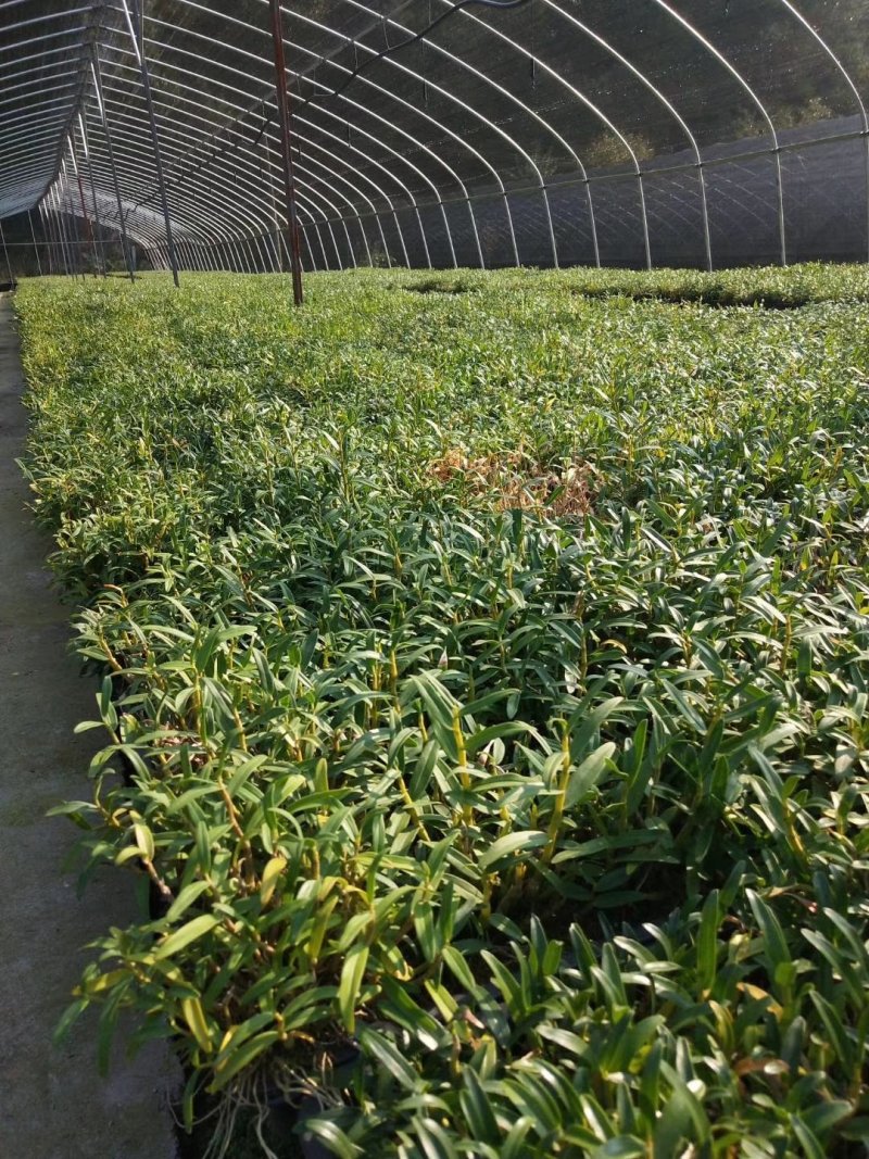 霍山铁皮石斛，霍山石斛枫斗，太平畈石斛，一件代发