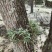 霍山石斛仿野生，霍山石斛霍山枫斗，一件代发