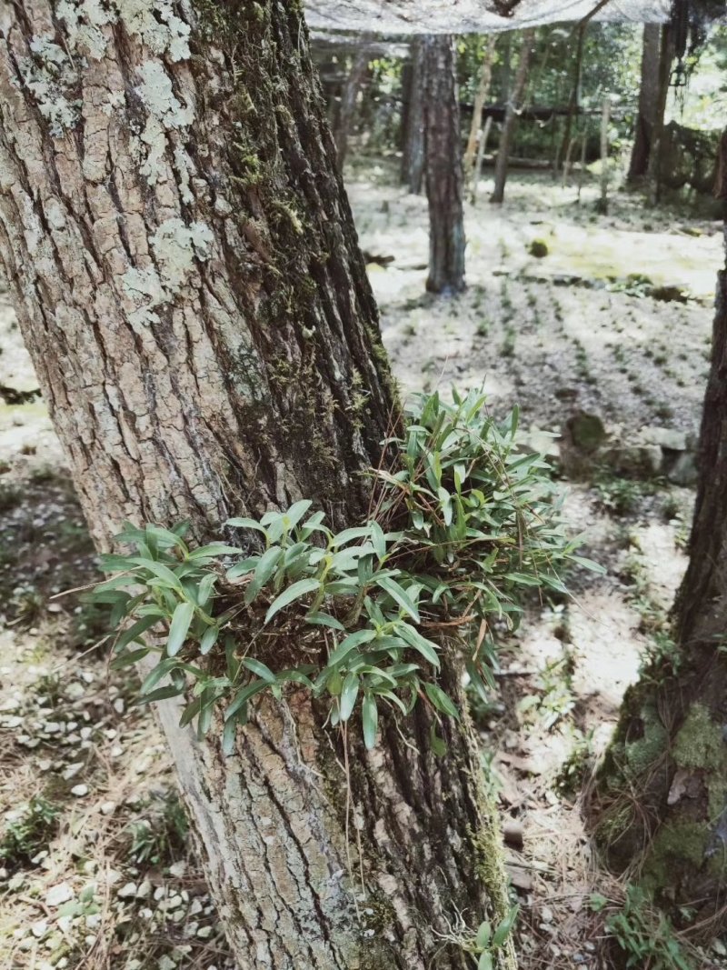 霍山石斛仿野生，霍山石斛霍山枫斗，一件代发