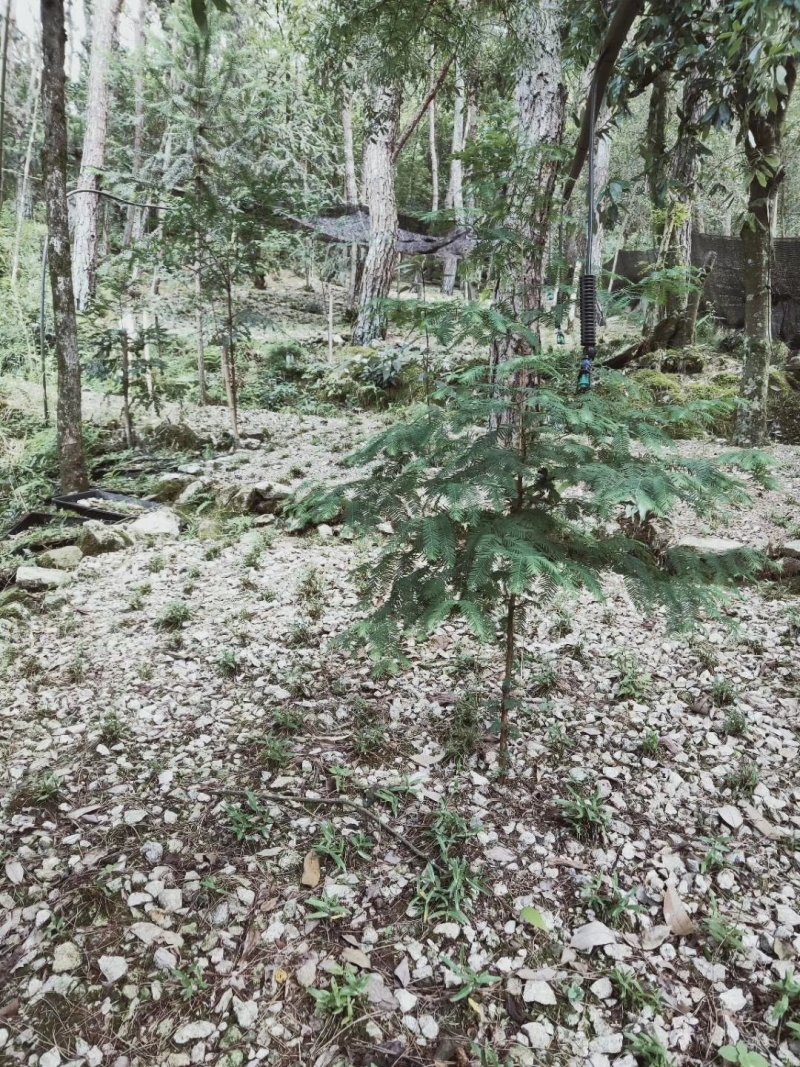 霍山石斛仿野生，霍山石斛霍山枫斗，一件代发