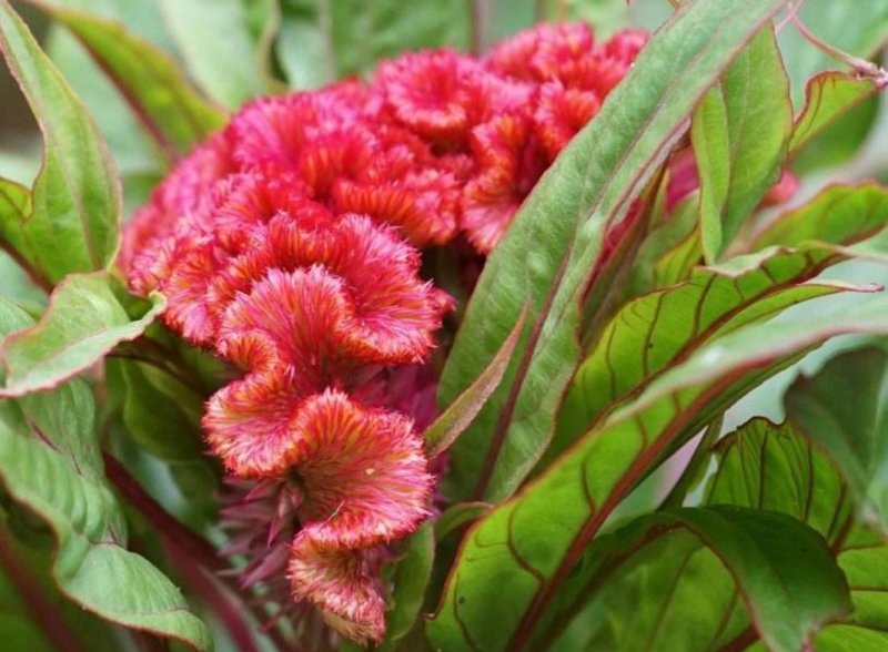 火炬鸡冠花种子扇状鸡冠花种籽子盆栽花卉种子四季播种开花