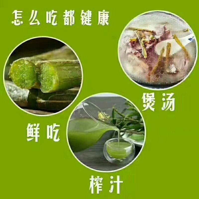 霍山石斛铁皮石斛石斛枫斗，合作社自产，可以打粉