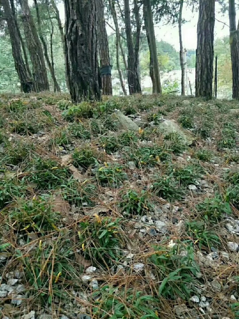 霍山石斛铁皮石斛石斛枫斗，合作社自产，可以打粉