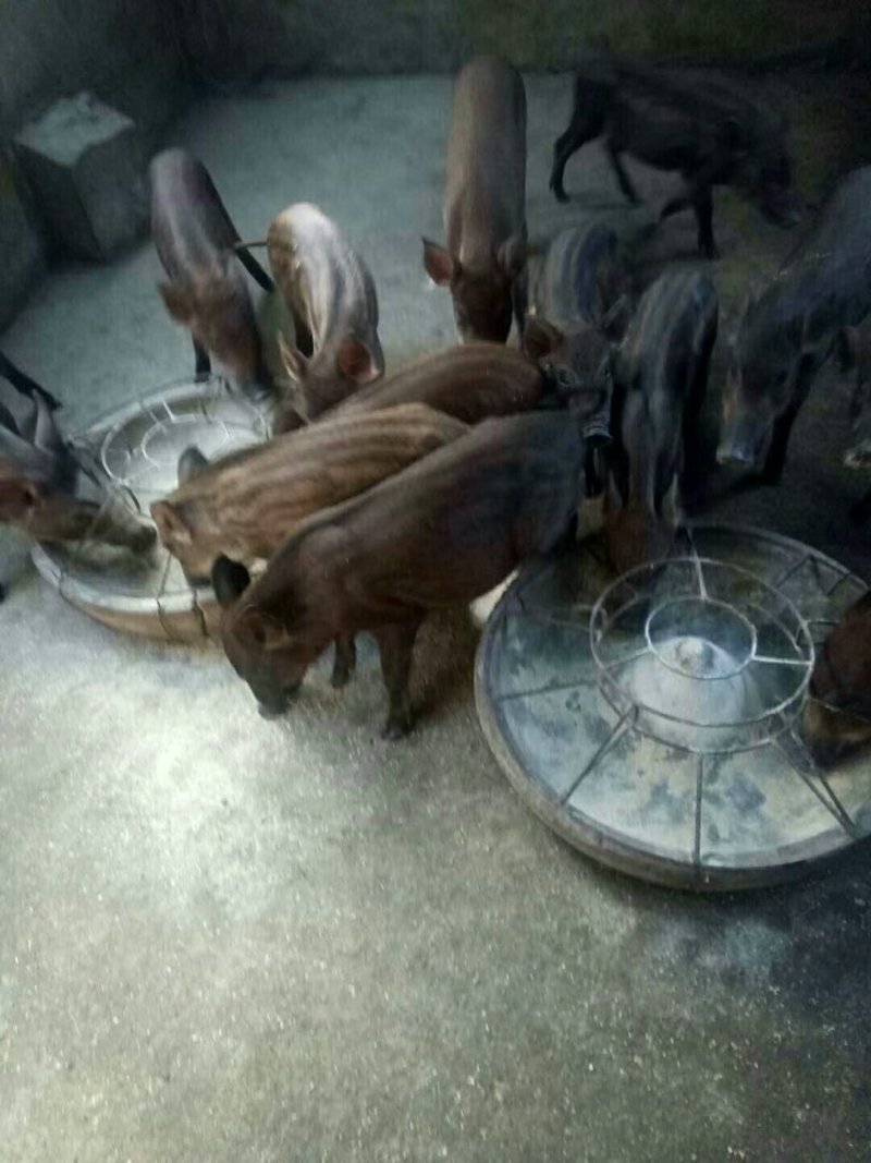 巴马香猪藏香猪后备猪小猪苗优惠价出售