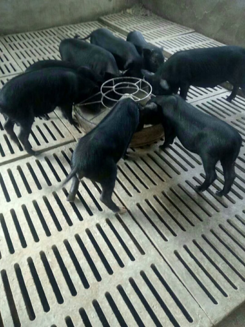 巴马香猪藏香猪后备猪小猪苗优惠价出售