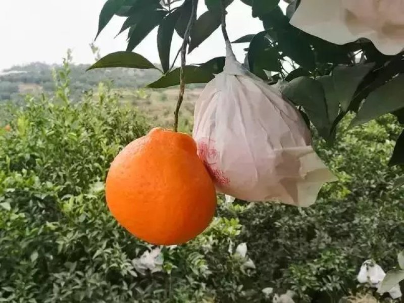 不知火丑柑，大量提供电商货市场货，资中不知火口感巴士。。