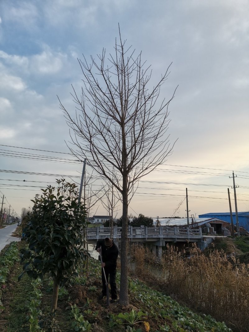 【热销】银杏树规格齐全自产自销量大从优欢迎下单