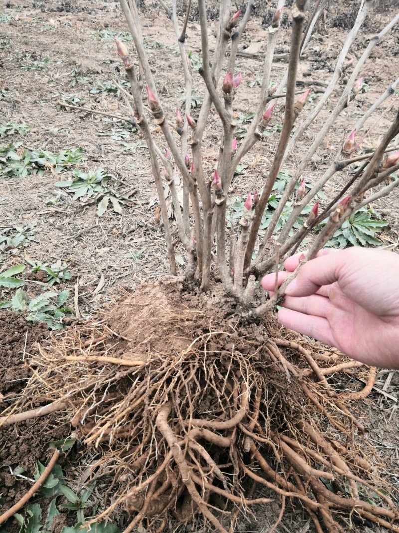 精品牡丹，6到8个枝条，基地直销，欢迎选购！！