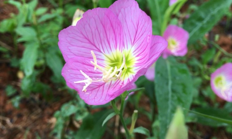 进口四季开花易种活的阳台盆栽绿植庭院花卉种子美丽月见草花