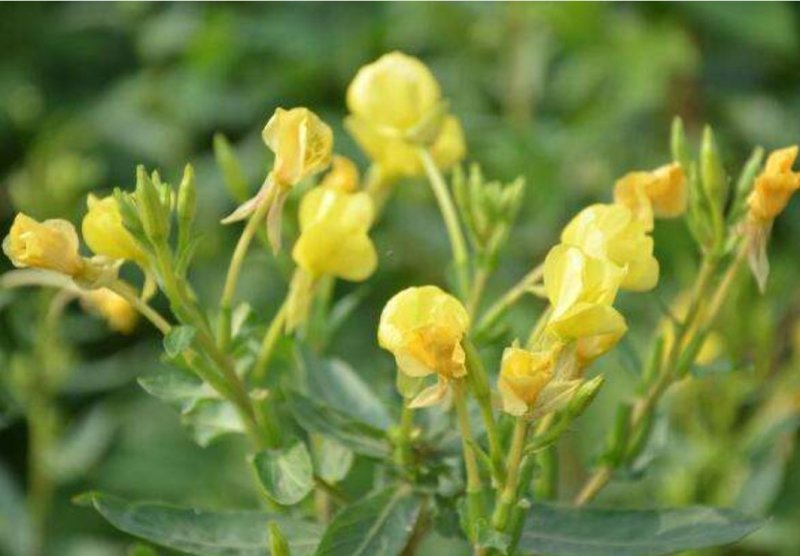 进口四季开花易种活的阳台盆栽绿植庭院花卉种子美丽月见草花
