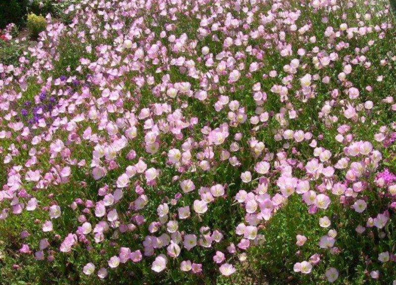 进口四季开花易种活的阳台盆栽绿植庭院花卉种子美丽月见草花
