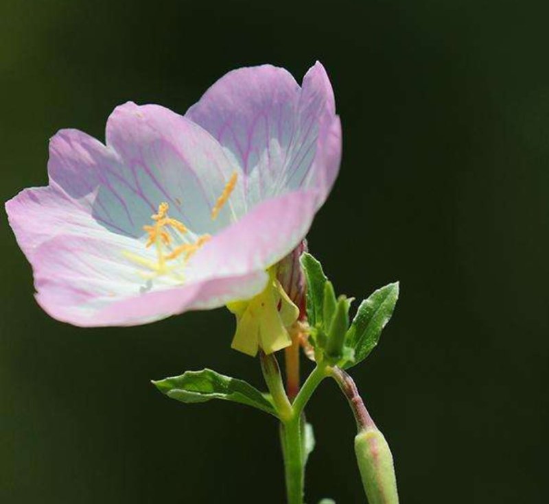 进口四季开花易种活的阳台盆栽绿植庭院花卉种子美丽月见草花