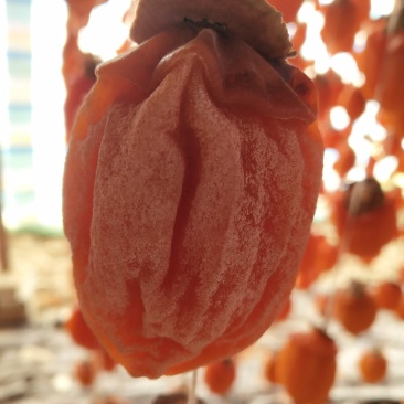 吊饼霜饼降霜柿子饼红饼