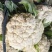 青梗散花，大量上市