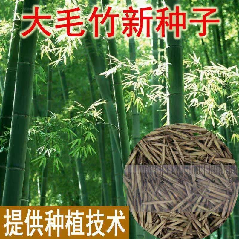 新采毛竹种子楠竹大青竹庭院盆栽四季常青毛竹种子