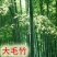 新采毛竹种子楠竹大青竹庭院盆栽四季常青毛竹种子