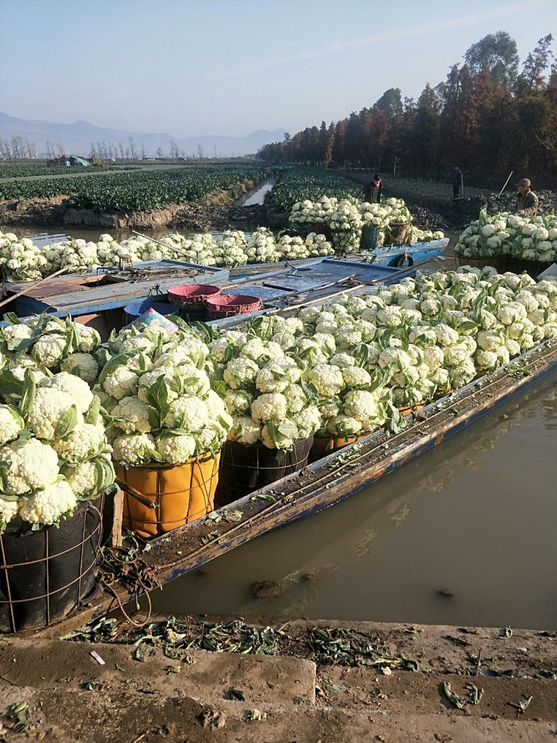 青梗散花，大量上市