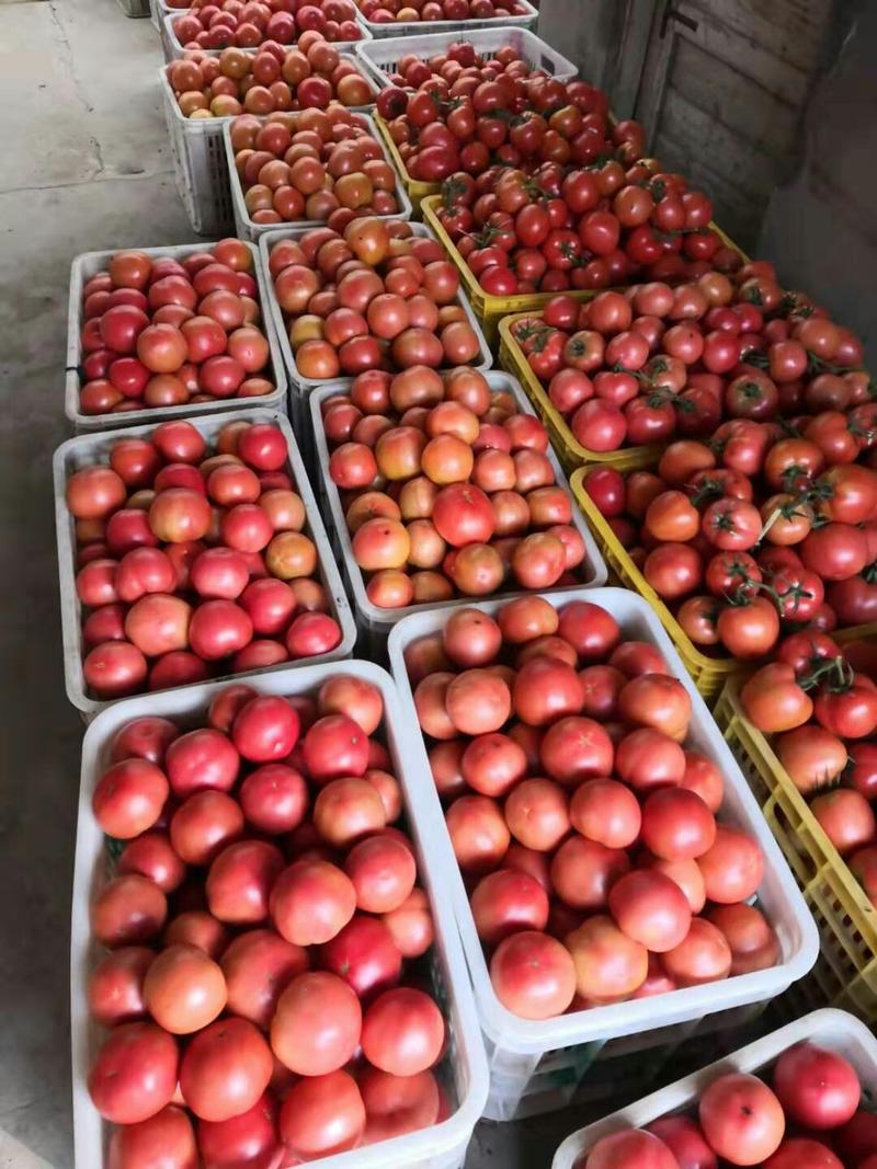 硬粉西红柿辽宁省锦州市暖棚硬粉西红柿（信誉好，质量有保障）