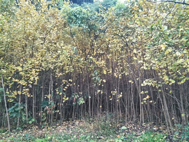 四川三台银杏树苗地径1—10公分