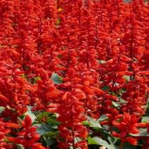 一串红矮串红花种子爆仗红春秋播阳台盆栽都可以