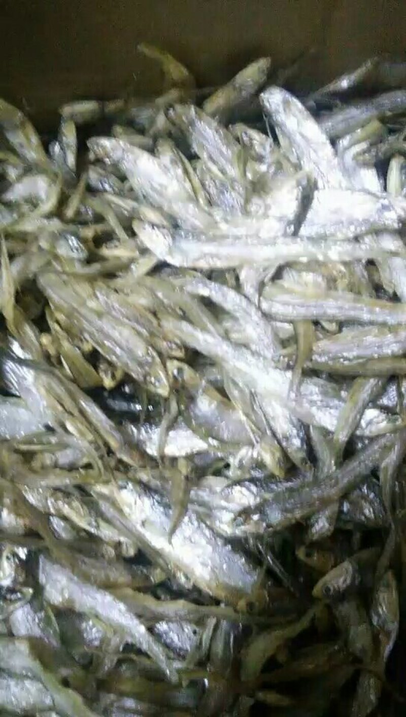 淡水无盐毛刀鱼干，刀鱼，