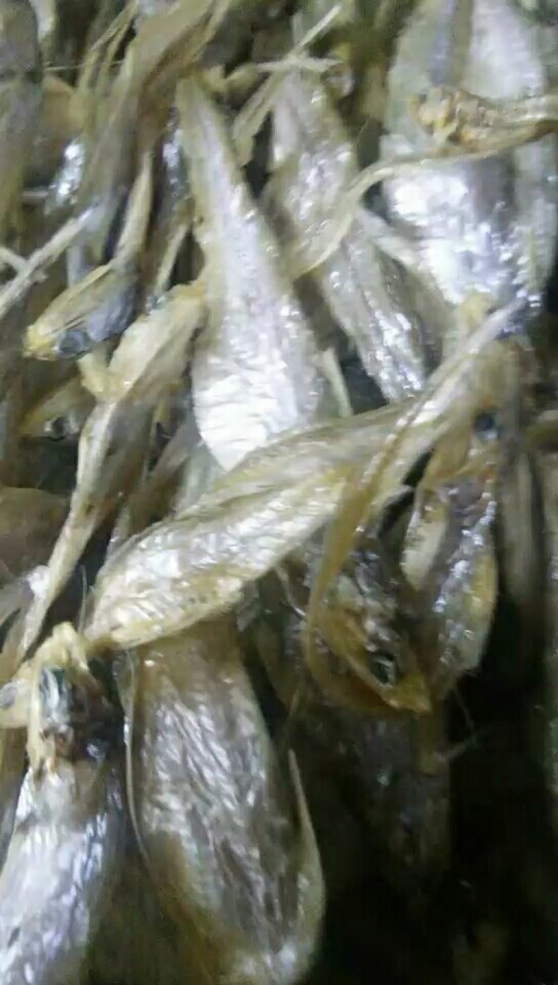 淡水无盐毛刀鱼干，刀鱼，