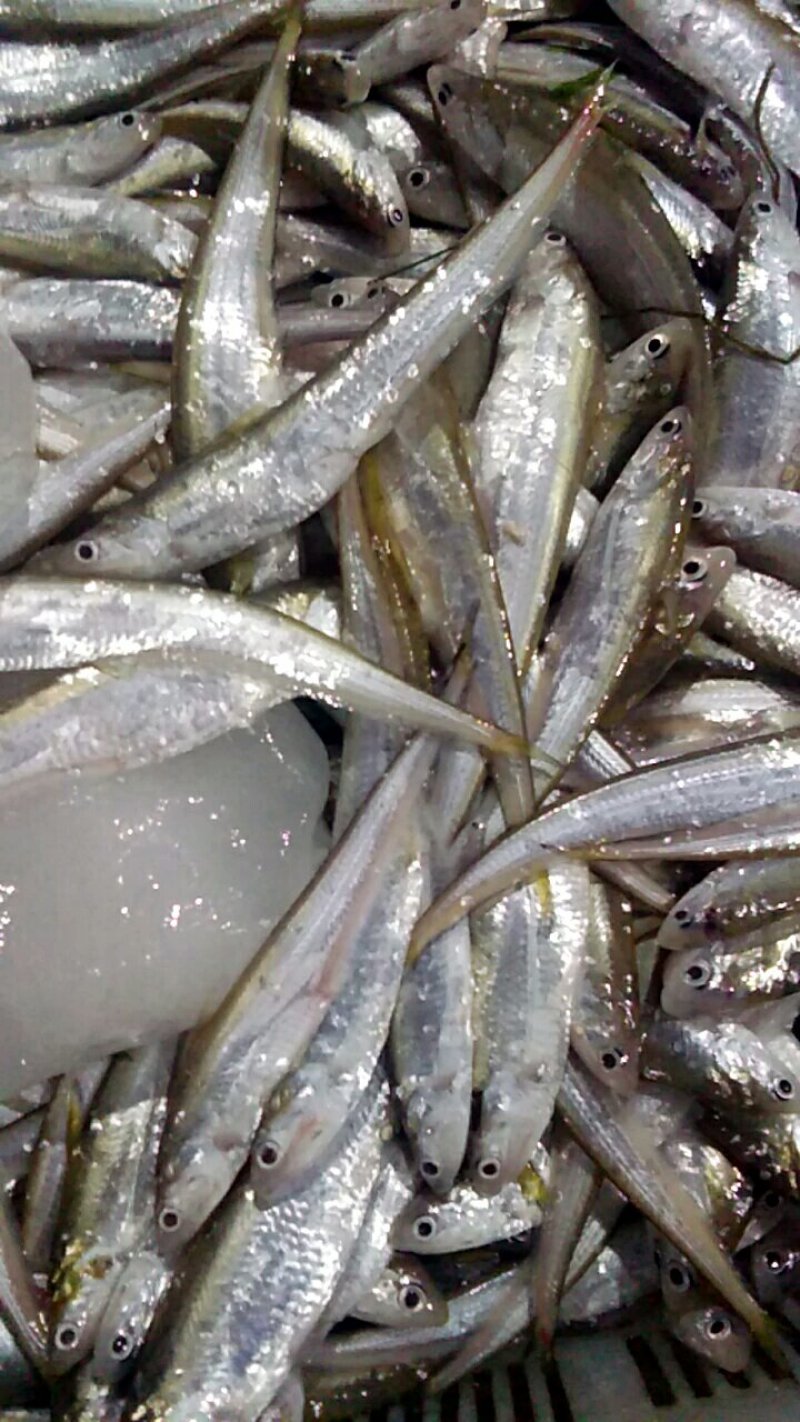 淡水无盐毛刀鱼干，刀鱼，