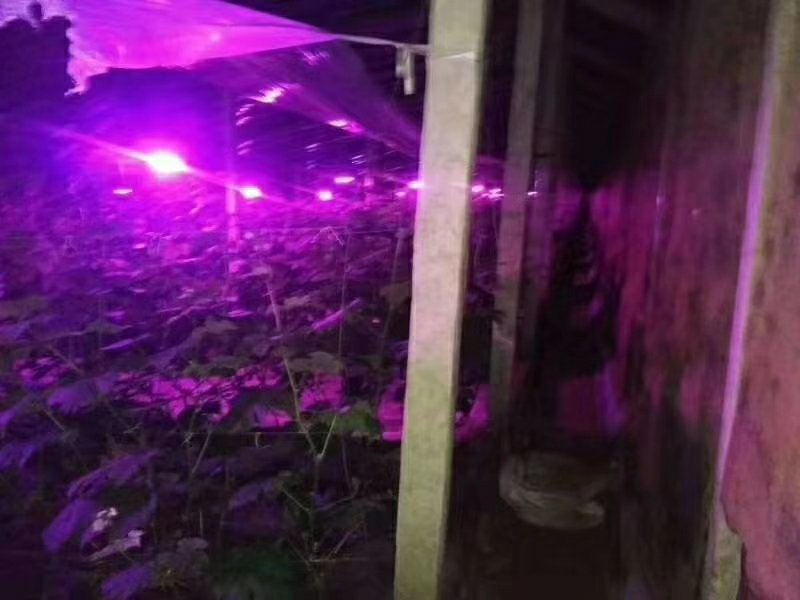 金棚LED补光灯多肉植物补光