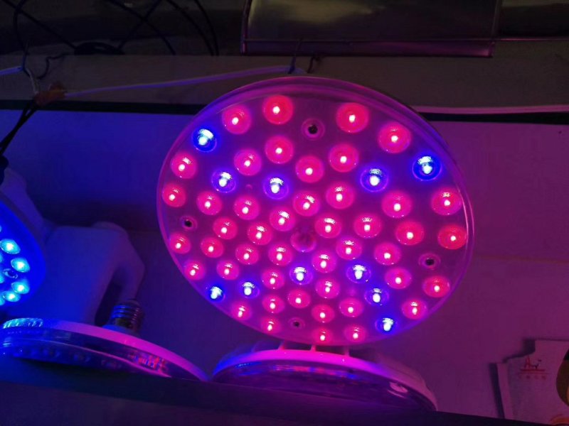 金棚LED补光灯多肉植物补光