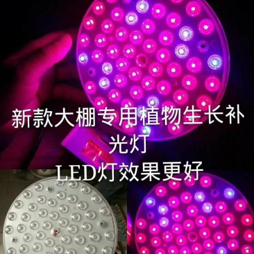 金棚LED补光灯多肉植物补光