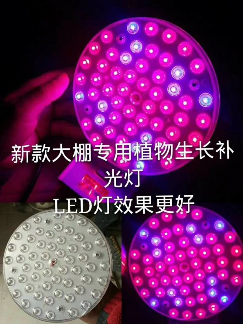 金棚LED补光灯多肉植物补光