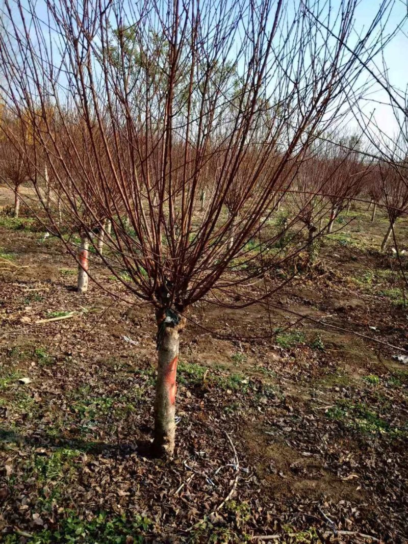 黄花木香红花木香基地种植大量供应欢迎考察参观