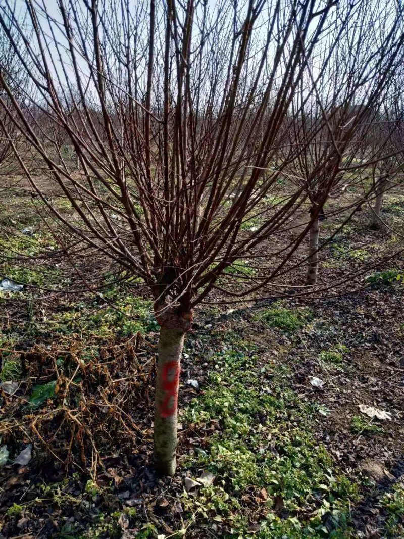 黄花木香红花木香基地种植大量供应欢迎考察参观