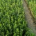 黄花木香红花木香基地种植大量供应欢迎考察参观