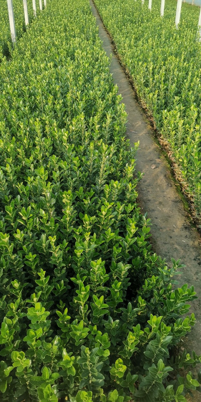 黄花木香红花木香基地种植大量供应欢迎考察参观