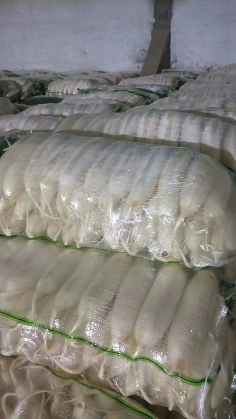 精品白萝卜1~1.5斤起，一年四季，大量供应