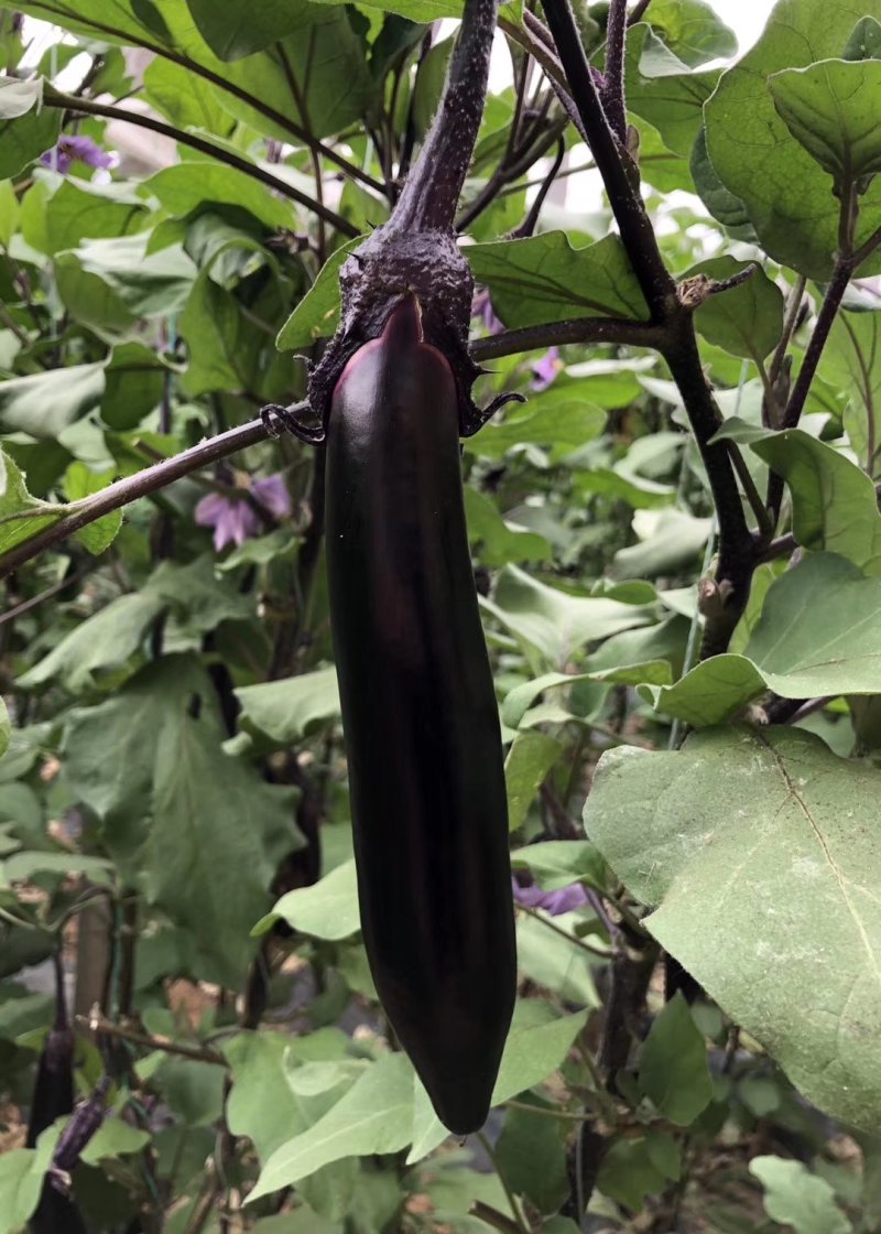 蔬菜苗嫁接茄子苗紫把绿把嫁接茄子苗大龙