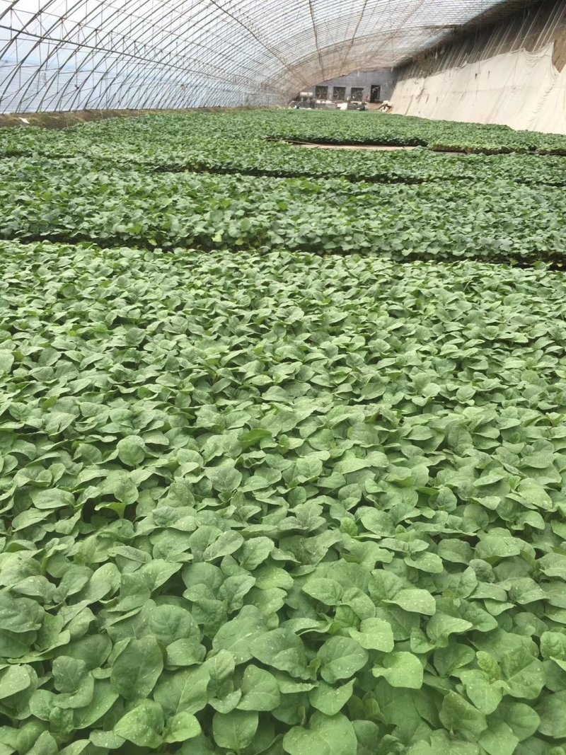蔬菜苗嫁接茄子苗紫把绿把嫁接茄子苗大龙