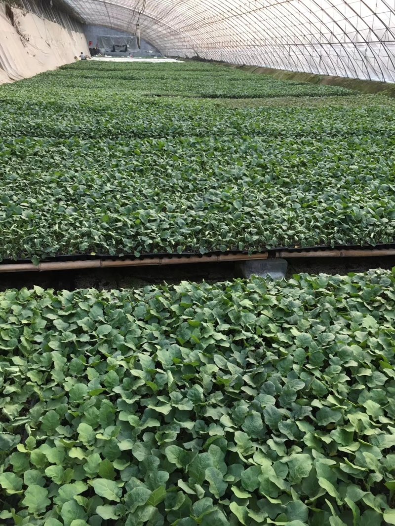 蔬菜苗嫁接茄子苗紫把绿把嫁接茄子苗大龙
