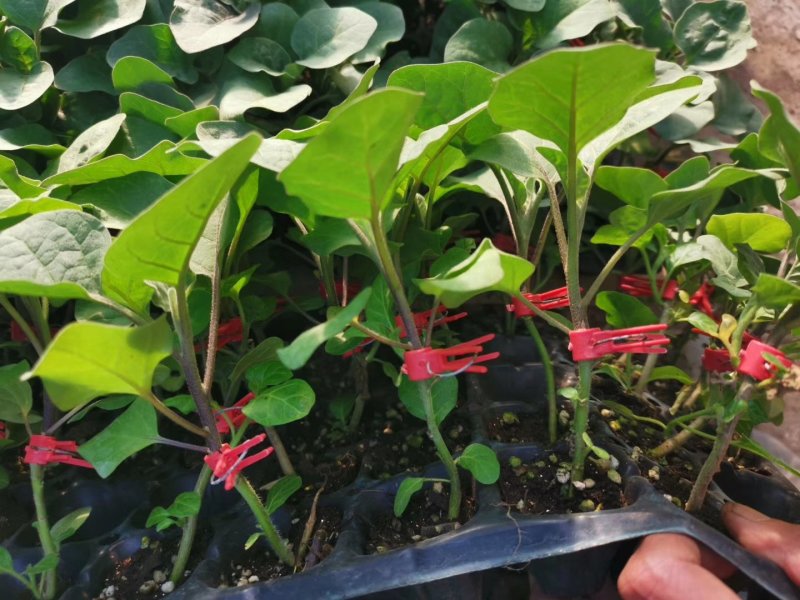蔬菜苗嫁接茄子苗紫把绿把嫁接茄子苗大龙