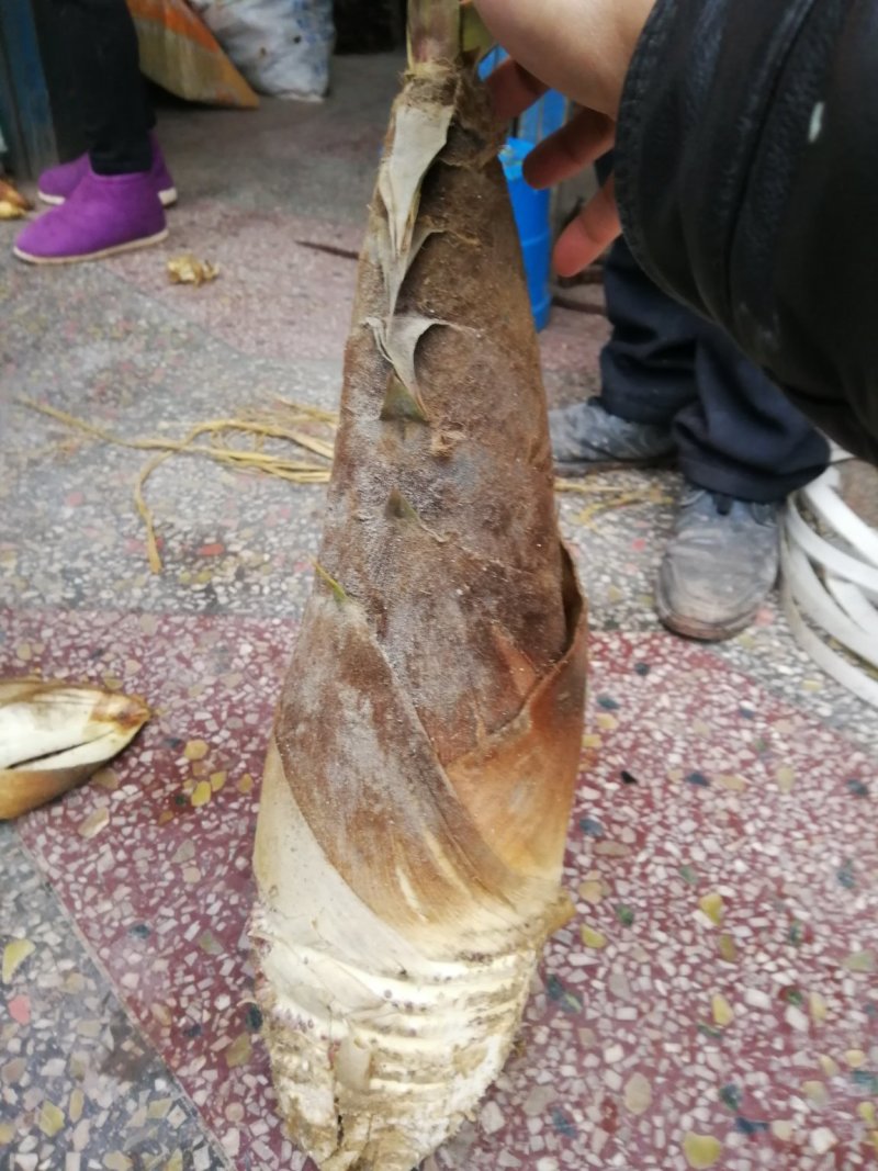 冬笋批发