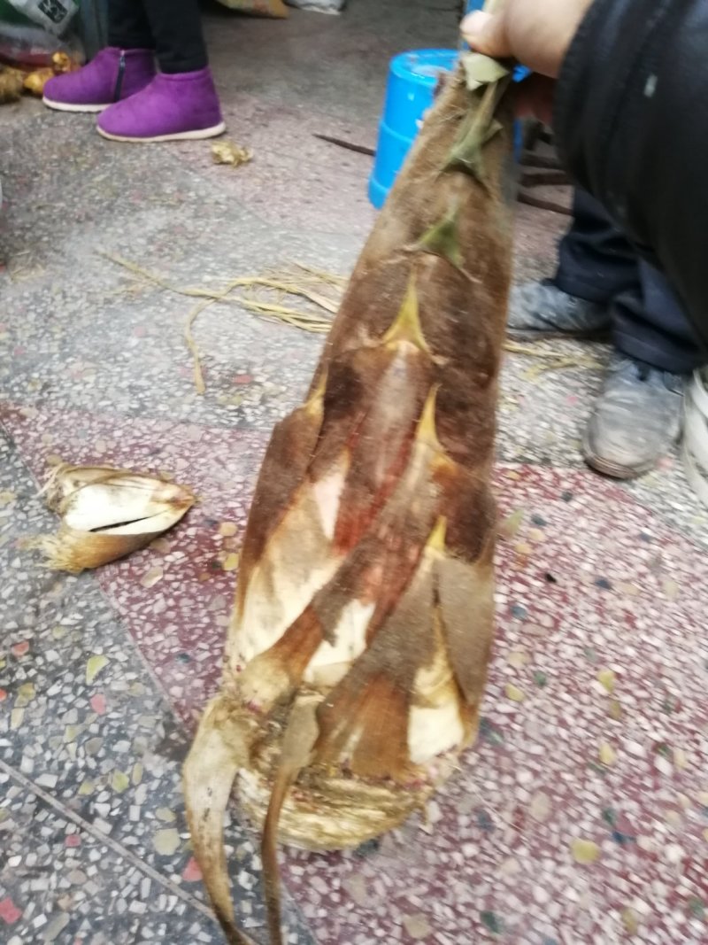 冬笋批发