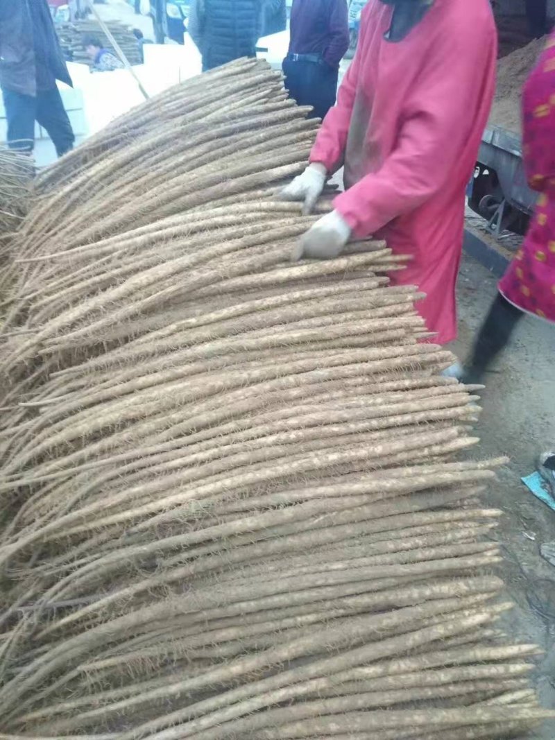 【新品上市】麻山药白嘴一二级棒药大量有货，发货全国