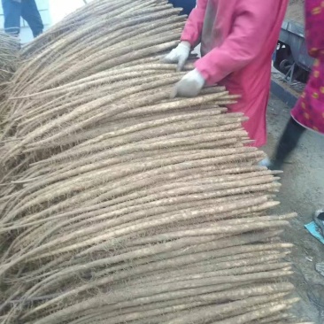 【纯沙地山药】河北棒山药小白嘴山药大量上市口感好代发